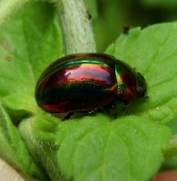 Chrysolina cerealis-4