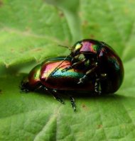 Chrysolina cerealis-5
