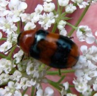 Coptocephala rubicunda -2