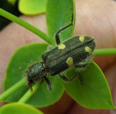 Trichodes quadriguttatus-5