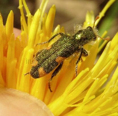 Trichodes quadriguttatus-6