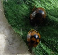 Coccinellidae-2