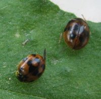 Coccinellidae-4