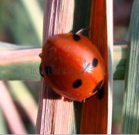 Coccinellidae-5