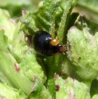 Beetles-Coccinellidae
