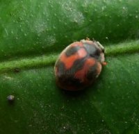 Rodolia cardinalia-8