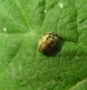 Beetles - Coccinellidae