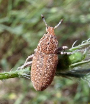 Rhabdorrhynchus anchusae