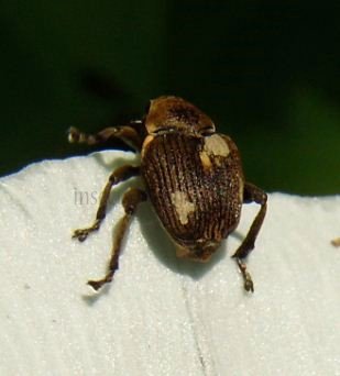 Tychius sp-1