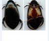 Beetles - Dytiscidae