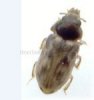 Beetles - Heteroceridae