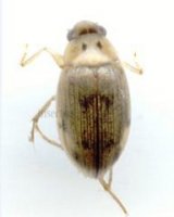 Hydraenidae