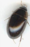 Paracymus sp-2