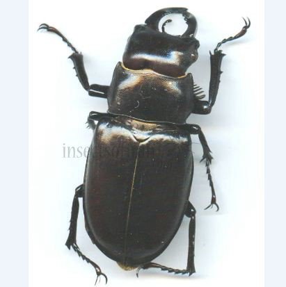 Pseudolucans capreodus-male