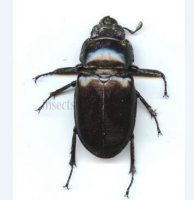 Pseudolucans capreodus-female-3