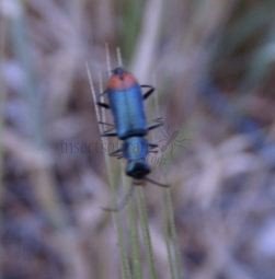 Malachius  elegans