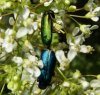 Beetles - Meloidae