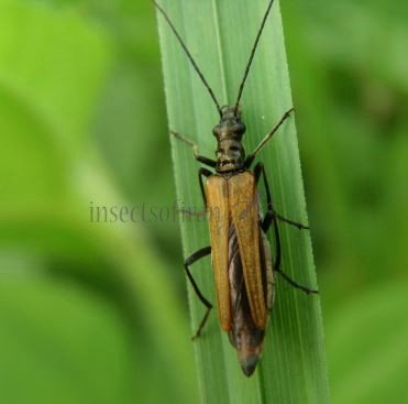 Oedemara femorata -7