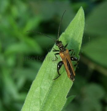 Oedemara femorata -8