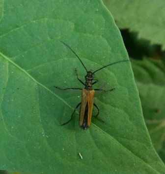 Oedemara femorata -9