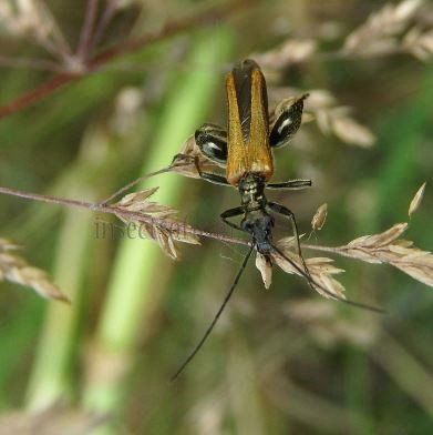 Oedemara femorata -10