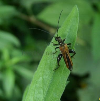 Oedemara femorata -11