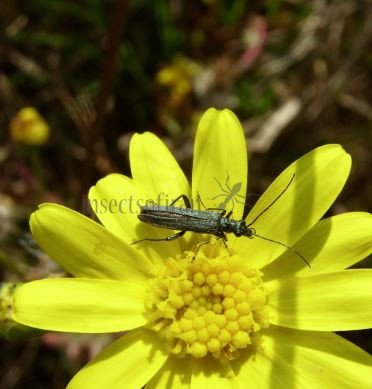 Oedemera lurida-6