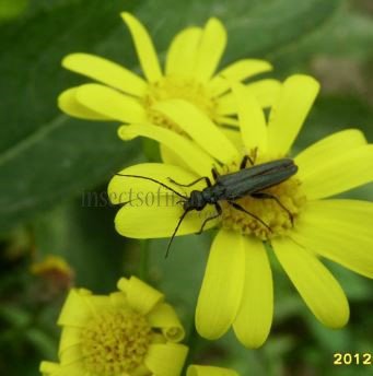 Oedemera sp-1