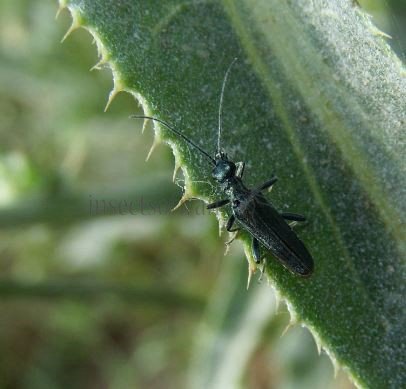 Oedemera sp-4