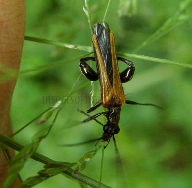 Oedemara femorata -3