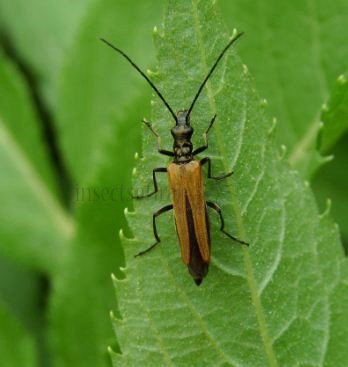 Oedemara femorata -4