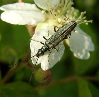 Oedemera lurida-1