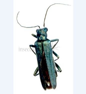 Oedemera nobilis-4