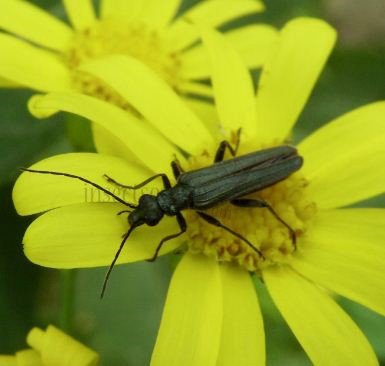 Oedemera lurida-3