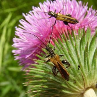 Oedemara femorata -2