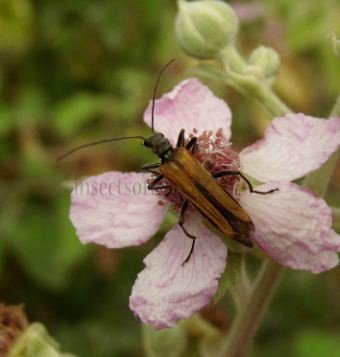 Oedemara femorata -5