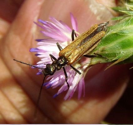 Oedemara femorata -6