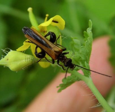 Oedemara femorata -1