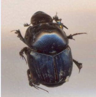 Onthophagus nuchicornis-2
