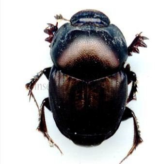 Onthophagus nuchicornis-1