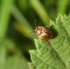 Beetles - Scirtidae