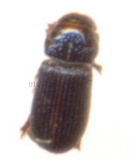 Scolitidae-1