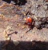 Beetles - Scydmaenidae