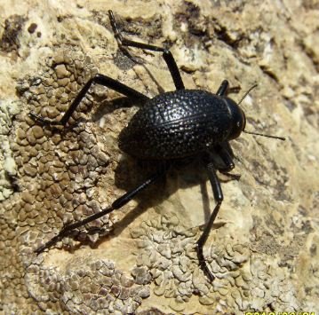 Tenebrionidae -3