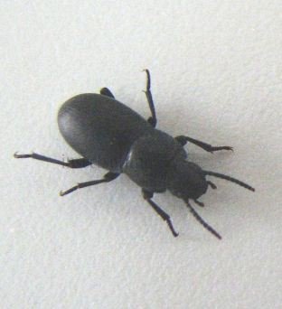 Tenebrionidae -10