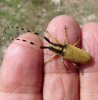 Beetles - Cerambicidae