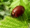 Beetles - Chrysomelidae