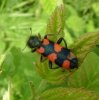 Beetles - Cleridae