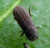 Beetles - Colydiidae