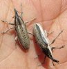 Beetles - Curculionidae